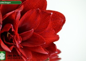 hippeastrum Double Dragon (3)